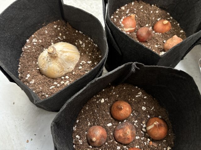 ベランダガーデニングでチューリップ。不織布ポットが活躍中