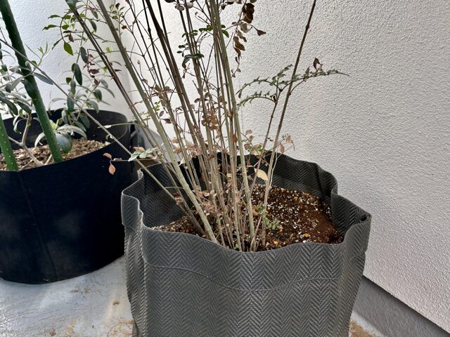 シマトネリコ枯れる！？復活なるか